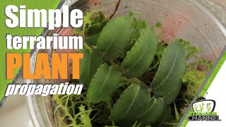 Terrarium plant propagation made SIMPLE terrariumchannel [upl. by Kutzer954]