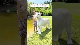 A young man adopted an abandoned white tiger cub with love 😍 [upl. by Ain]