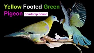 Yellow footed Green Pigeon Courtship Sounds and movements  Heriyal [upl. by Notnirt]