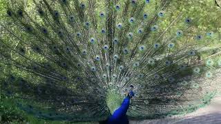 Blauer Pfau schreit und schlägt sein Rad Pfaueninsel Berlin 2016 [upl. by Farley]