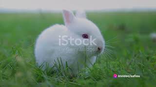 Regarder cette video rapidement sur la Coccidiose du Lapin [upl. by Carolynn]