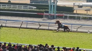 小倉競馬小倉大賞典GⅢの様子 2024年2月18日 [upl. by Lanod]