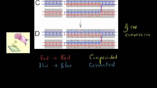 Forsdyke Evolution Academy 0153 Gene Conversion [upl. by Chip970]