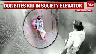 Pet Dog Bites Kid In Ghaziabads Residential Society Elevator Owner Remains Unfazed  WATCH [upl. by Rimaj852]