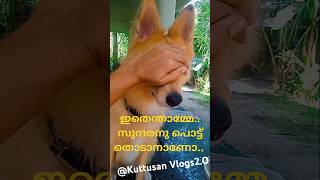 സുന്ദരനു പൊട്ട് കുത്തിയാലോWear your bindi like a crown for it significe strength amp grace pets [upl. by Ynnep]