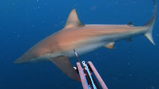 Spearfishing Around Sharks Guide  HOW TO SPEARFISH [upl. by Einahpts182]