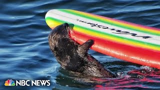 Sea otter bites and steals surfboards in California [upl. by Ynohtnaluap]