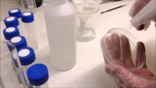 Sowing and sterilising orchid seeds from dry seed pods on to agar sowing media [upl. by Ilera]