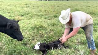 How To Tag And Castrate A Bull Calf [upl. by Llemar]