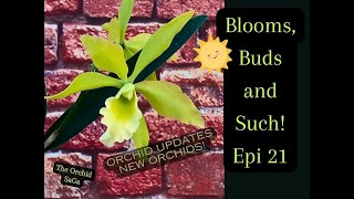 Blooms Buds and Such Epi 21 Orchid Updates [upl. by Peoples]