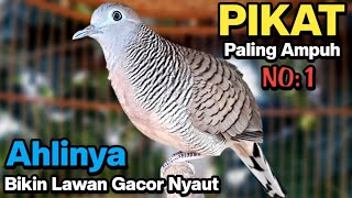 Perkutut lokal gacor RAJA PIKAT ahlinya bikin semua burung perkutut gacor nyaut [upl. by Ansela]