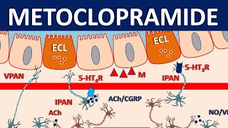 Metoclopramide Reglan  Mechanism precautions side effects amp uses [upl. by Nosemyaj677]