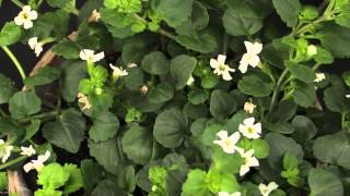 Sutera cordata  Schneeflockenblume Bacopa [upl. by Gnak]