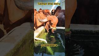 Top Quality Pure Gir cow forsaleinhyderabad Salman Bhai dairy youtubeshorts [upl. by Aysab]