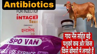 Intacef Tazo Injection  how to use intacef tazo injection uses in hindi  Veterinary Injection [upl. by Erfert]