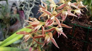 Macradenia multiflora  The Multiflowered Macradenia  fragrant species orchid of Brazil [upl. by Saturday81]