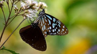 beautiful butterflies butterfly nature relaxing flowers insect butterflyphotography 蝴蝶 [upl. by Ydasahc]