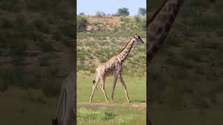 Giraffe in forest animals wildlife forest giraffe [upl. by Ynnav]