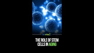 The Role of Stem Cells in Aging [upl. by Rubie]