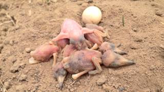 Greater honeyguide chick attacking little beeeater chicks [upl. by Aldarcy128]