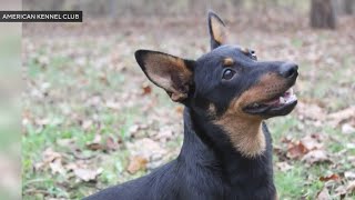 American Kennel Club introduces Lancashire Heeler as newest dog breed [upl. by Lassiter327]