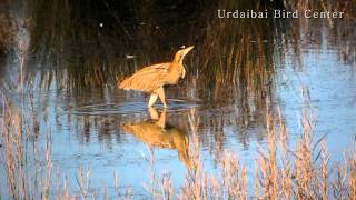 Urdaibai Bird Center  Avetoro común  txori zezena Botaurus stellaris [upl. by Ahsiemal]