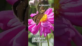 줄점팔랑나비 💝 pamara guttata [upl. by Mortimer]