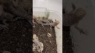 Baby Bearded Dragons Hatching beardeddragonlover reptiles beardeddragonlife [upl. by Aikemal43]