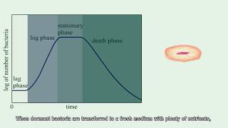 Bacterial growth curve [upl. by Ahsemal]