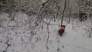 Vokiečių spanielis Deutscher Wachtelhund WAX z Sosnowej Zagrody in driven hunt [upl. by Ainit518]