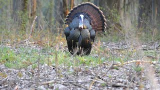 Opening day of turkey season unknown gobbler roosted close [upl. by Ayaladnot]