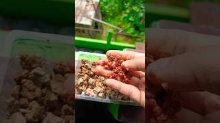 Coriander seeds youtubeshorts gardening shorts [upl. by Notyap]