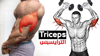 15 Easy Exercises triceps  Long head  Lateral Head  Medial Head [upl. by Schaper317]