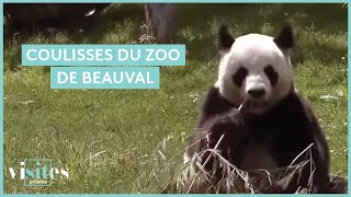 Les coulisses du zoo de Beauval  Visites privées [upl. by Haramat]