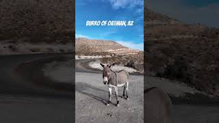 Discovered Oatman Arizona today and learned about Burros rvlufe route66 wildlife [upl. by Stoneham]