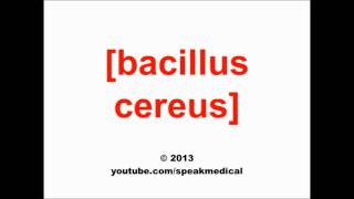 Pronounce Bacillus cereus  SpeakMedical [upl. by Vigen751]