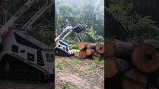 STACKING LOGS IN WOODYARD shorts roadto1k asmr nextlevel outdoors smallbusiness firewood [upl. by Meelas]