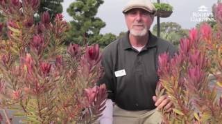 How to Prune a Leucadendron with David Rizzo [upl. by Breger]