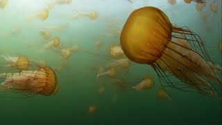 Swarms of Sea Nettles of California [upl. by Ahcsim]