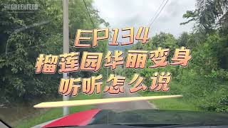 EP 135 榴莲园华丽变身 听听怎么说 Transformation of a Durian Orchard – Hear What They Say20241028 [upl. by Rozamond]