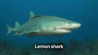 Lemon shark [upl. by Tjon659]