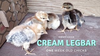 Crested Cream Legbar 1WeekOld Chicks [upl. by Dyrraj]