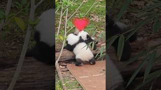 Love Heart melting panda Moments panda pandavideos animals animalshorts pandalover 판다 [upl. by Obara]