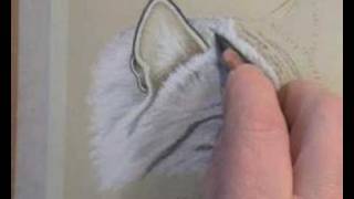 How To Draw Cats Fur [upl. by Justen156]