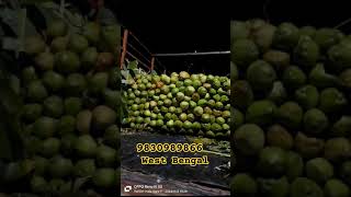 Tender Coconutग्रीन कोकोनटWholesale  West Bengal  Minimum 2000 Pcs ☎️98309898669091581123 [upl. by Danya]