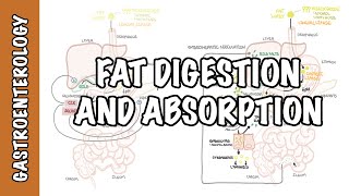 Fat lipid digestion and absorption physiology [upl. by Arorua]