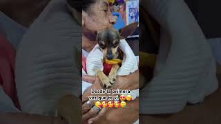 Desde que te vi 🥰😍🥰😘🤩😘😍😘🥰😘😍😍🤩 puppy humor dog fypシ゚viral funny perro [upl. by Nraa625]