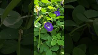 BUNGA TELANG TERNATE Atau Clitoria ternatea ‼ butterfly pea flowers bungatelang clitoriaternatea [upl. by Geoffrey876]