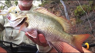 MANGROVE JACK FISHING MY FAVOURITE SOFT PLASTIC [upl. by Aiekahs]