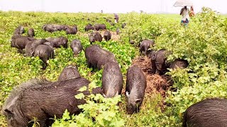 Most amazing village pigs eating new video bangla  Wonder village wild pigs grazing bangladesh [upl. by Ayikahs]